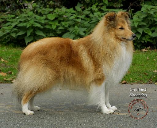 Shetland Sheepdog 9T002D-083.JPG